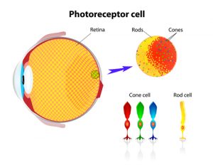 COLOR Circadian Rhythm