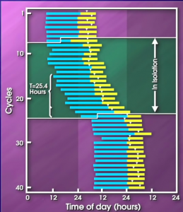 CIRCADIAN RHYTHM : The Inner Engineering Circadian Rhythm