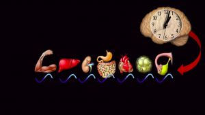 CIRCADIAN RHYTHM : The Inner Engineering Circadian Rhythm