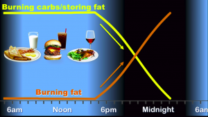 CIRCADIAN RHYTHM : The Inner Engineering Circadian Rhythm