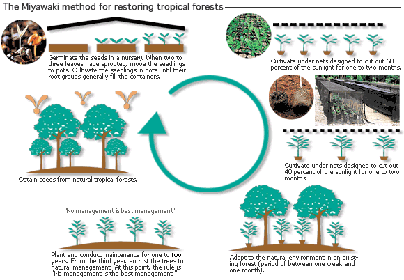 How to Build a Forest in your Backyard - The Miyawaki Method